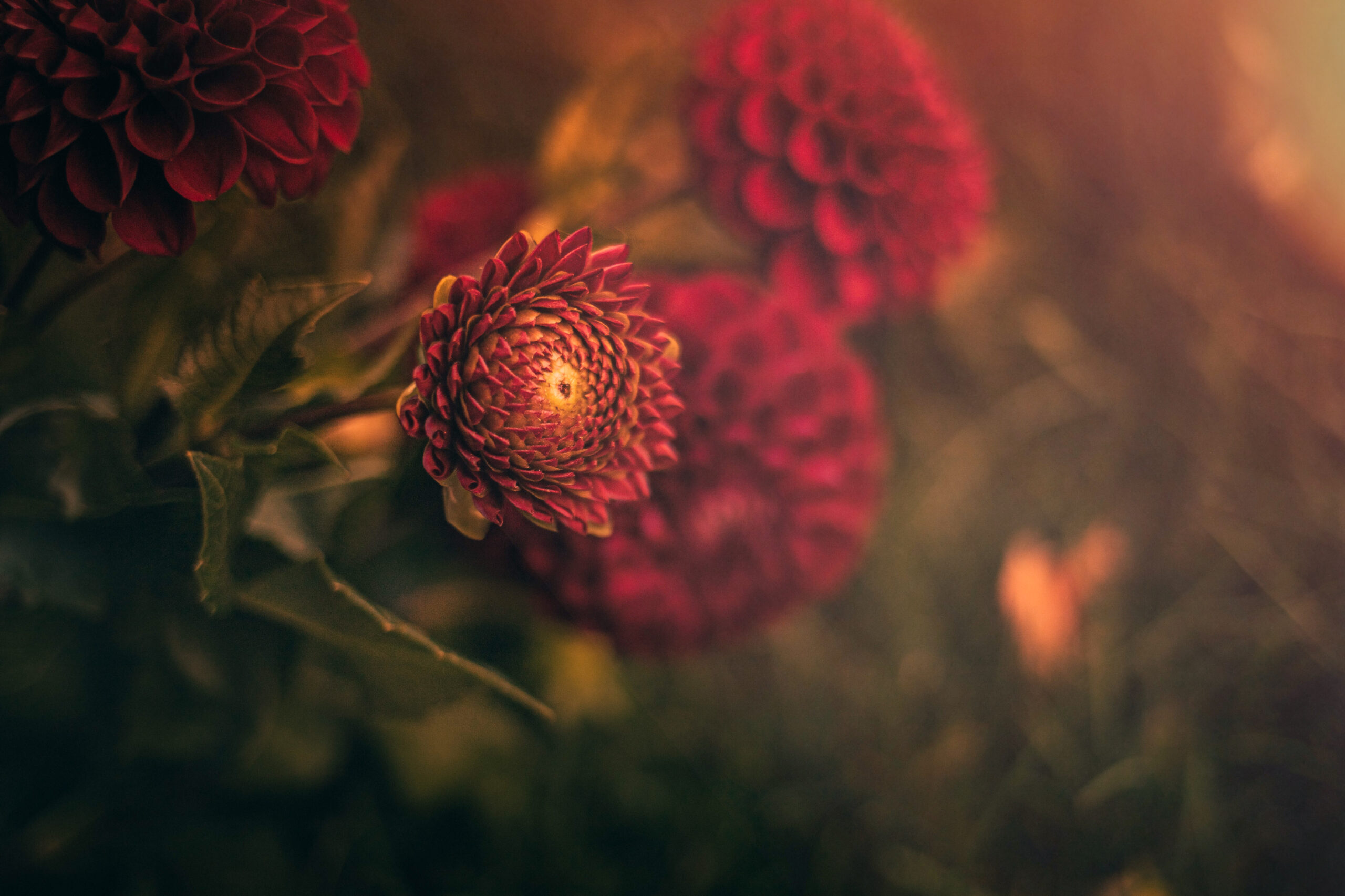 dahlias-just-budding-2023-11-27-04-53-41-utc